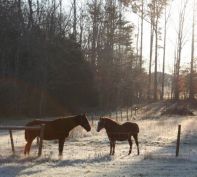 camp-karma-winter-horses